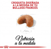 Bulldog Francés Puppy